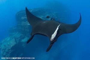 Diving with Mantas in Socorro