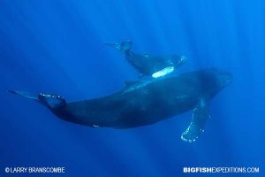 Snorkelling with humpback whales at Socorro Island