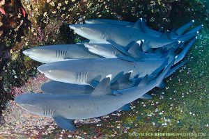 Shark diving at Roca Partida