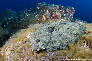 Peacock flounder at Socorro.