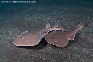 Mating electric rays at Socorro.