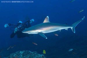 Silvertip shark diving at Socorro Island