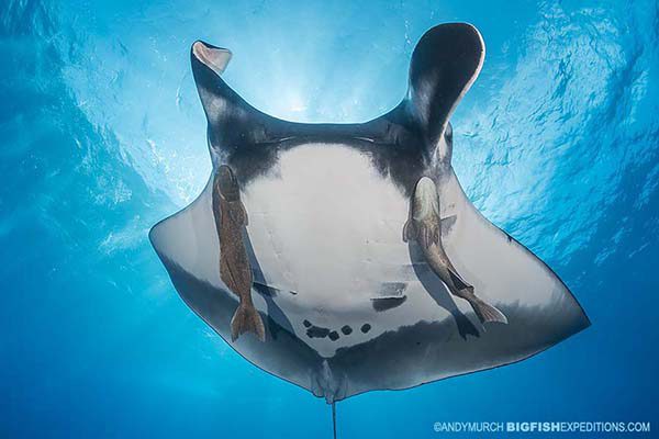 Giant manta diving