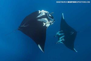 Manta ray encounters