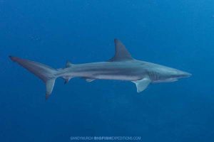 Dusky shark diving at Socorro.