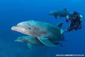 Diving with friendly dolphins at Socorro.