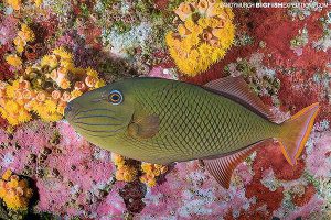 Redlined triggerfish at Socorro.