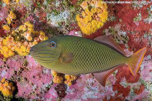 Redlined triggerfish at Socorro.