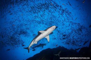 Shark diving at Socorro Island