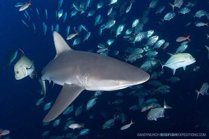 Shark diving at Socorro