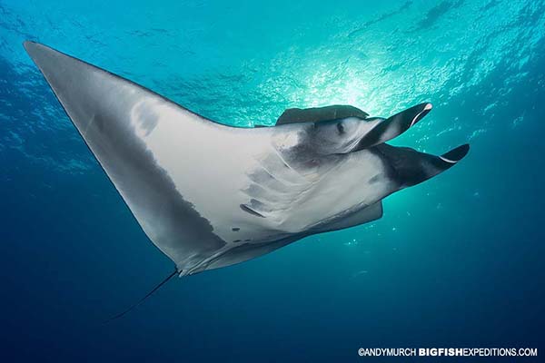Manta ray diving