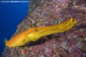 Panamic trumpet fish scubadiving at Socorro.