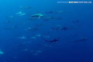 Schooling hammerhead sharks at Socorro