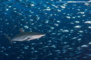 Silky Shark eating bonita at Roca Partida