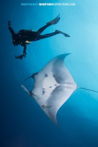 Diver with giant manta at socorro island