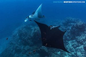 Black and white manta rays