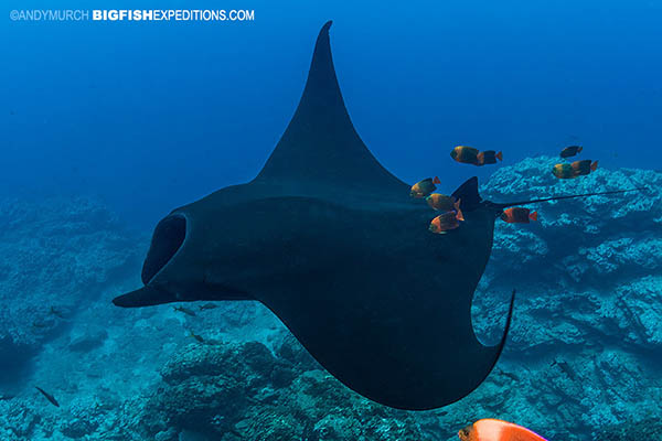 Black manta cleaned by clarion angelfish at Socorro