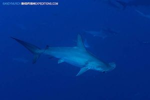 Scalloped hammerhead shark diving at Socorro Island