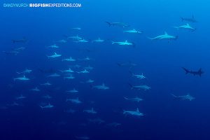 Schooling hammerhead sharks