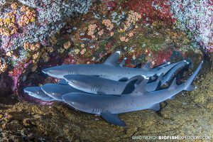 Whitetip reef sharks at roca partida