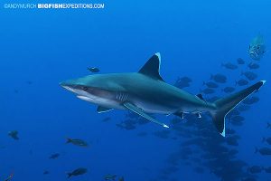 silvertip shark diving at Socorro