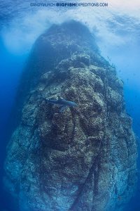 Roca Partida Shark Dive