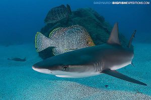 Baby Galapagos shark