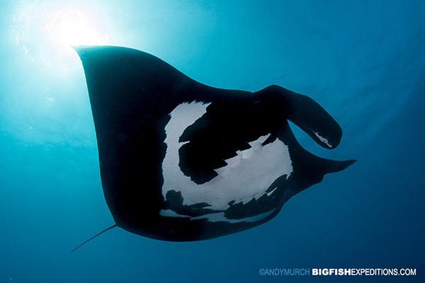 Manta at socorro island