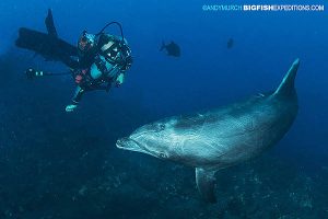 Diver with bottlenose dolphin at San Benedicto