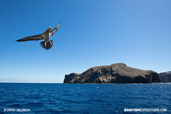 Diving Socorro