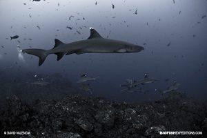 Diving with sharks at Socorro