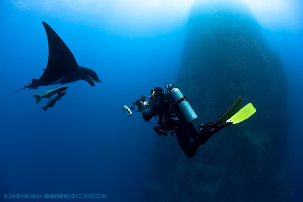 Diving with manta rays at Socorro
