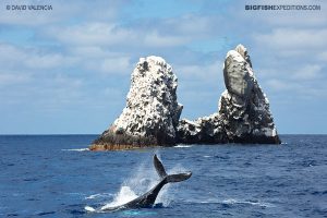 Roca Partida diving with humpback whales