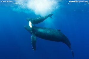 Diving with sharks and humpback whales