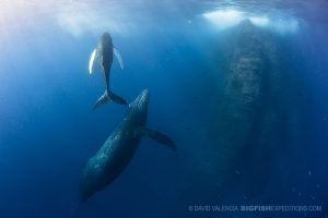 Humpback whales at Roca Partida diving