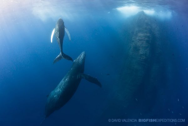 Humpback whales at Roca Partida diving