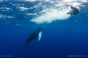 humpback whale calf and diver at Socorro