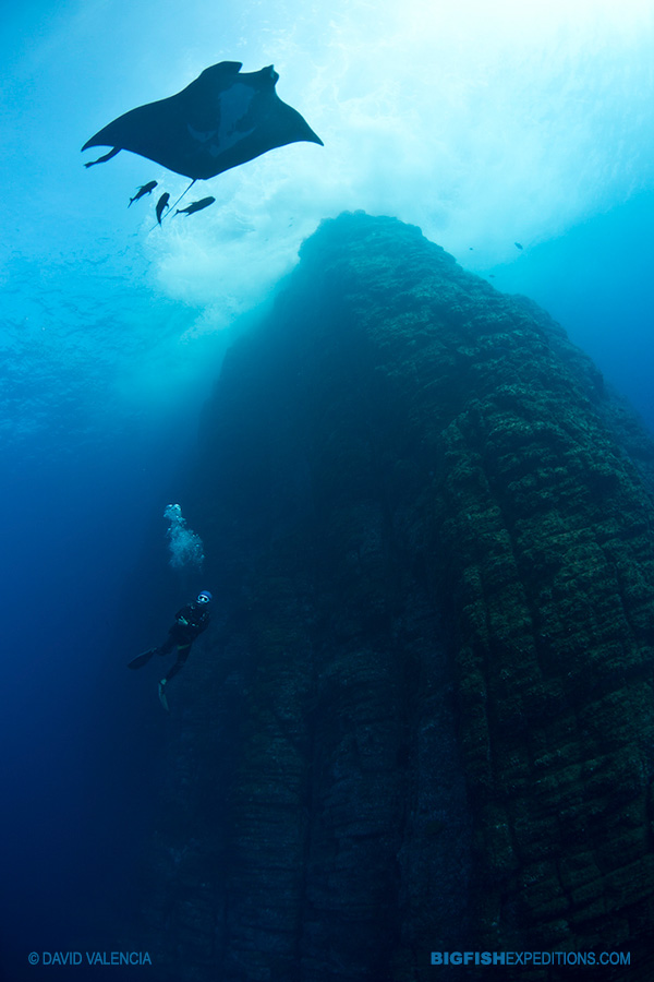 Manta ray dive