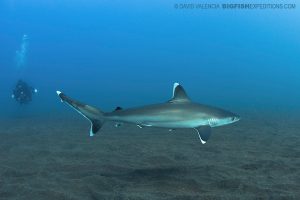 Silvertip shark diving in Mexico