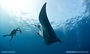 Manta ray diving expedition