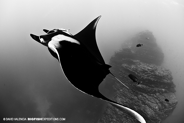 Manta rays at the boiler