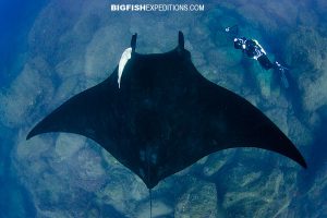 diving with manta rays