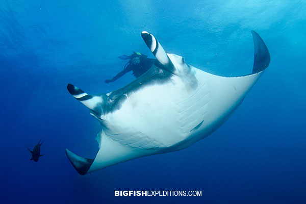 Socorro Manta Diving