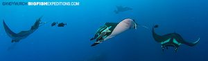 Manta Ray Diving