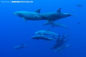 Socorro Bottlenose Dolphins