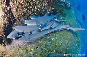 Whitetip Reef Sharks at Roca Partida