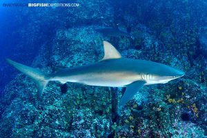 Galapagos shark at Roca Partida