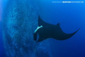 Black Manta Ray at Roca Partida