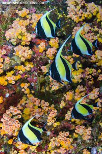 Moorish Idols at Roca Partida