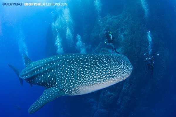 Whale shark at Roca Partida